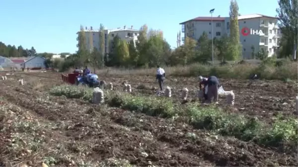 Mor Patatesin Hasadına Başlandı