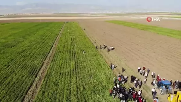 Vali Atay traktöre binerek yer fıstığı hasadı yaptı