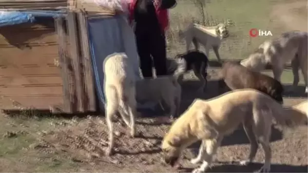 Karasu Belediyesi tarafından bırakılan köpekler vatandaşı tedirgin ediyor