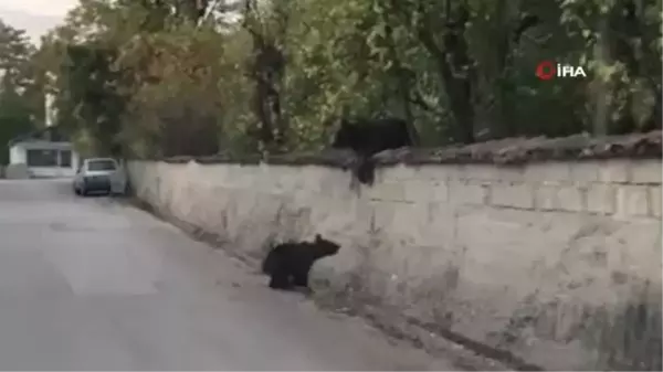 Ayı ve yavrusu şehre indi