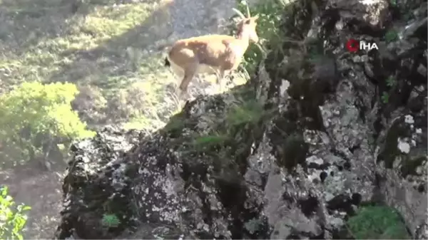 Tunceli'de koruma altında bulunan yaban keçileri görüntülendi