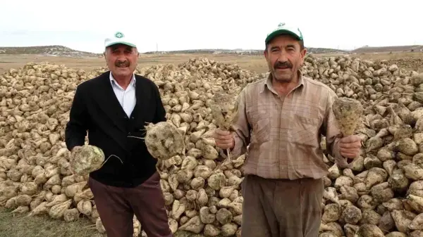 Kütahya'da Çiftçilerin Şeker Pancarı Sökümü Mesaisi Başladı