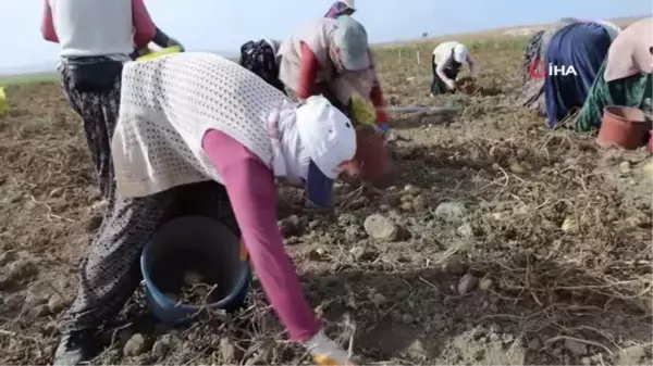 Afyonkarahisar'da Patates Hasadı Devam Ediyor