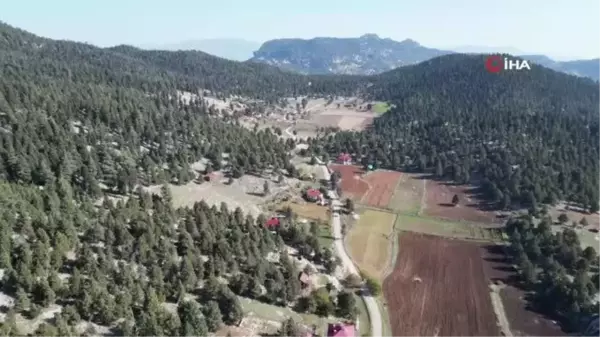 Sedir kozalakları kazanlarda şifa kaynağına dönüşüyor