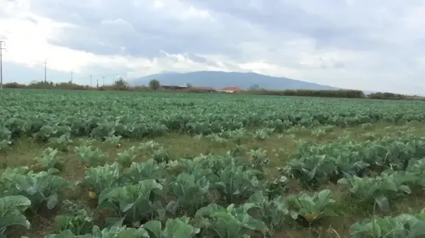 Aydınlı Karnabahar Üreticisi: 