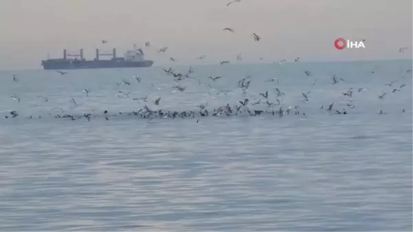 Kafkametler Gemisi'ndeki kayıp 9 mürettebatı arama çalışmaları sürüyor