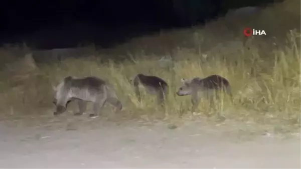 Nemrut'a pikniğe giden gençlere ayı sürprizi