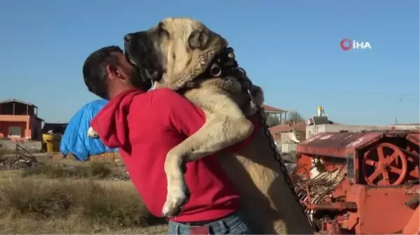 Aksaray Malaklı Köpeği: 3 Bin 500 Yıl Önce Savaş Köpeği Olarak Kullanıldı