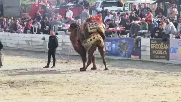 Ege'de Deve Güreşi Heyecanı Başladı