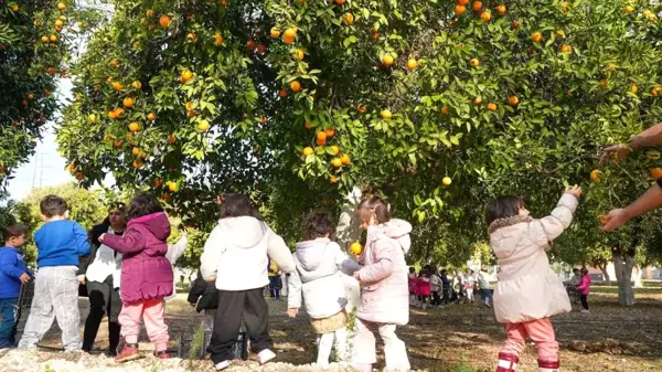 Tarsus Belediyesi Tarım Yaşam Alanında Portakal Hasadı