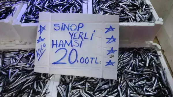 Sinop'ta Hamsi Bolluğu Yaşanıyor