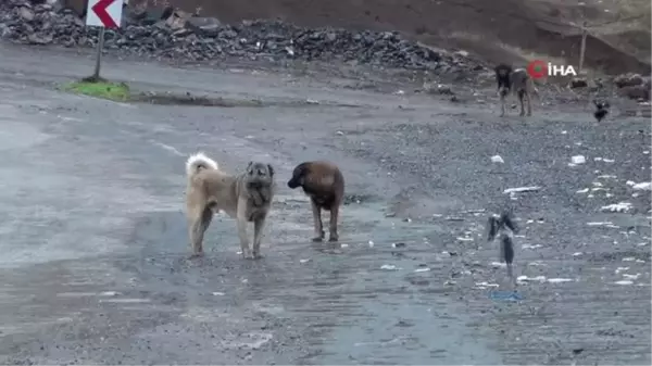 Beytüşşebap'taki sokak köpekleri yalnız bırakılmadı