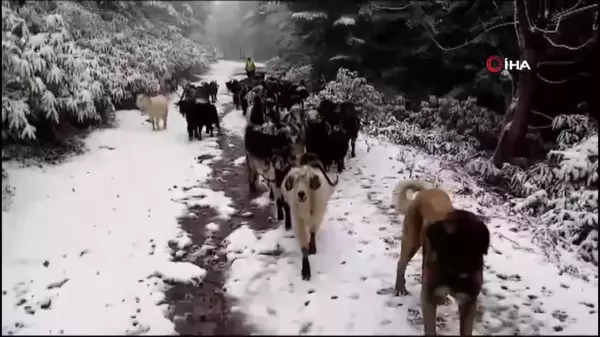 Sakarya'nın yüksek kesimleri beyaza büründü