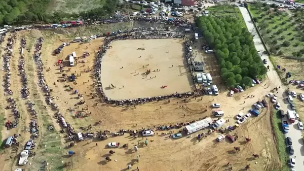 Kemalpaşa Deve Güreşi Festivali Yoğun İlgiyle Sona Erdi