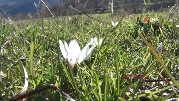 Yüksek kesimlerde kar yağarken, alçak bölgelerde ise çiçek açtı