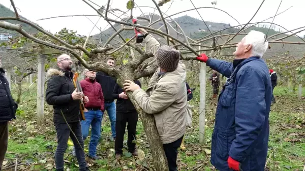 Ordu'da Kivi Üretimine Budama Eğitimi Veriliyor