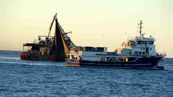 Karadeniz'de Hamsi Bolluğu: Türk Tekneleri Gürcistan'a Yöneldi