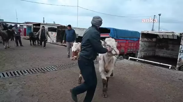 Yozgat'ta Şap Hastalığı Nedeniyle Canlı Hayvan Pazarları Kapatıldı