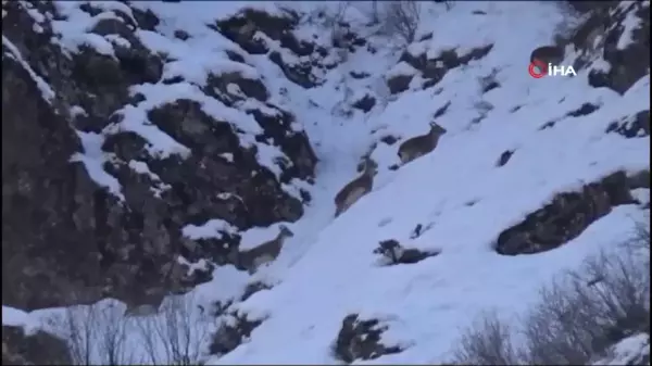 Tunceli'de karlı zirvelerde yiyecek arayan yaban keçileri görüntülendi