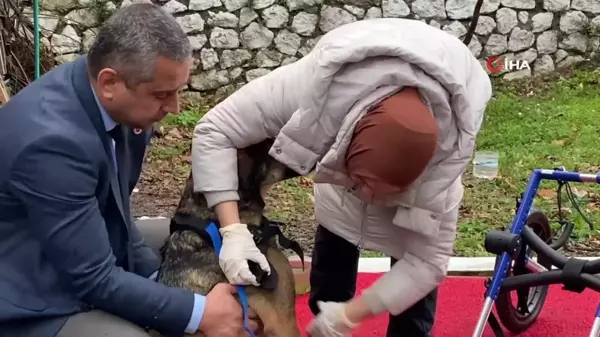 Arabanın çarptığı sokak köpeği gönüllülerin desteği ile hayata tutundu