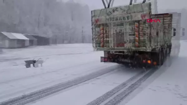 Kocayayla Geçidi Kar Yağışı Nedeniyle TIR Geçişlerine Kapatıldı