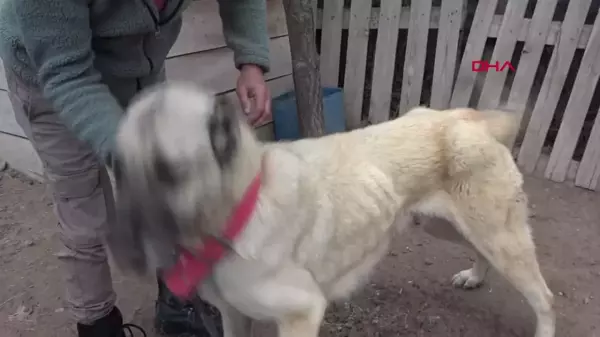 Sivas'ta Kangal köpeklerinin kışlık postlarına geçişleri gecikti