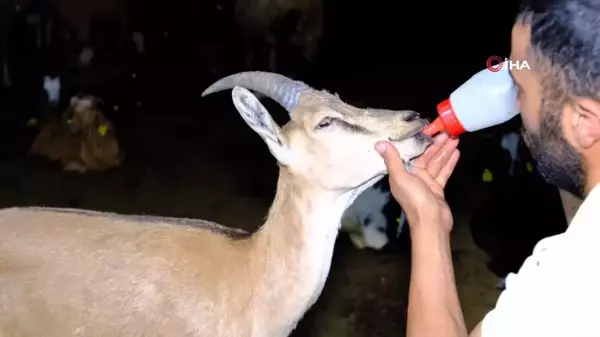 Yaralı yaban keçisine şefkat eli