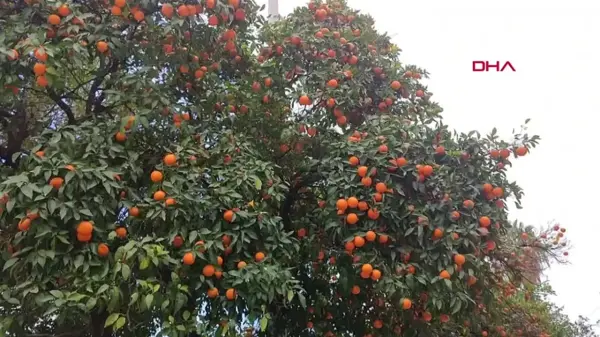 Turunç, ekonomik olarak satışa sunulmuyor