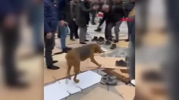 Sokak köpekleri cuma namazını böldü