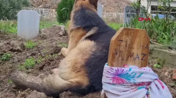 Babaannesinin Mezarının Başında Bulunan Köpek