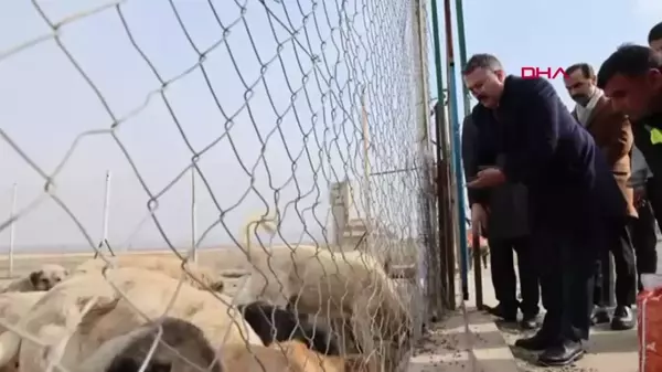 IĞDIR Valisi ve Belediye Başkan Vekili Ercan Turan, Hayvan Barınağını Ziyaret Etti