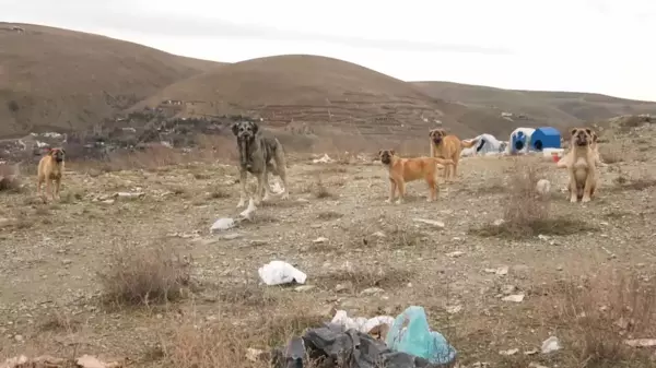 Veteriner Hekimler Derneği Genel Başkanı Ertürk: 