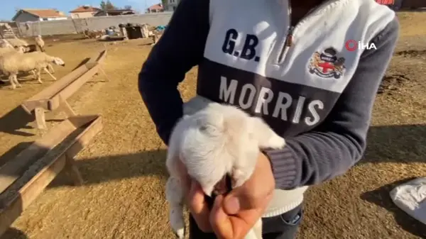 Çenesi anormal ve sol gözü olmayan kuzu sahibini şaşkına çevirdi