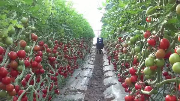 Mersin'de örtü altı domates hasadı başladı