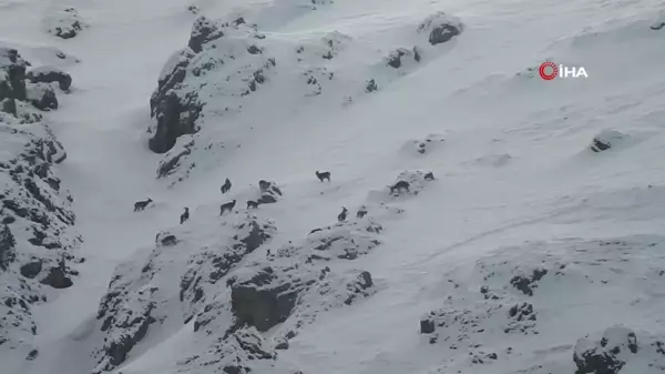 Dağ keçileri Munzur Dağları'na renk katıyor