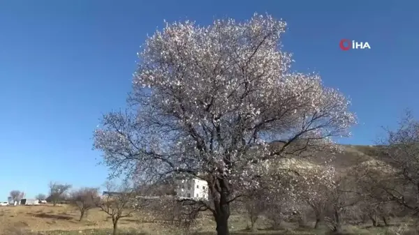 Yalancı bahara aldanan badem ağaçları çiçek açtı