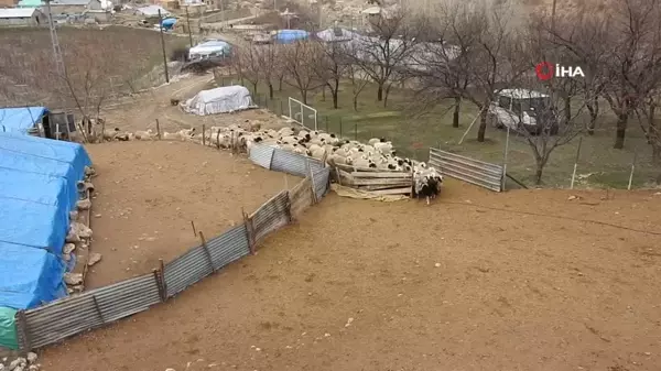 Süt kuzuları anneleriyle buluşuyor