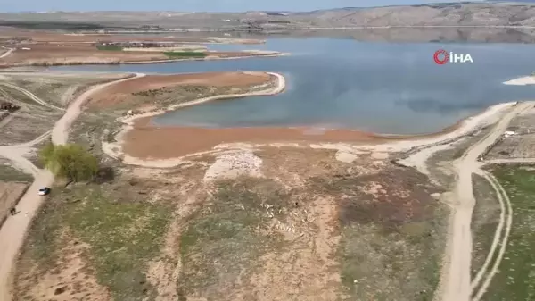 Kızılırmak'ta Kuraklık Tehlikesi: Baraj Sularının Çekildiği Alanda Koyunlar Otluyor