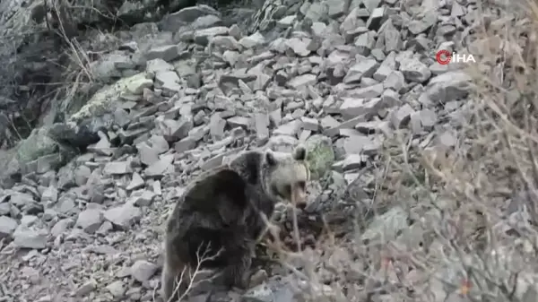 Erzurum'da boz ayı böyle görüntülendi