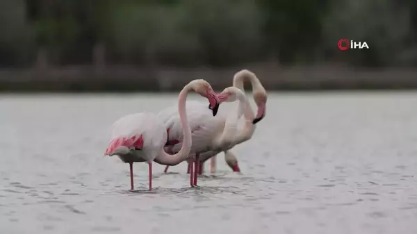 Aladağlar Milli Parkı ve Niğde Akkaya Barajı kuş fotoğrafçılarının mekanı oldu