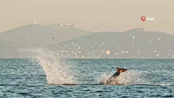 İstanbul'da yunusların coşkusu kameraya yansıdı