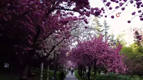 Dikmen Vadisi'nde Sakura ağaçları görsel şölen oluşturuyor