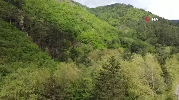 Kazdağları bahar ile birlikte yeşilin binbir tonuna büründü