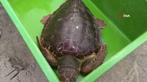 Güzel İzmir İsimli Caretta Mısır'da Soluk Aldı