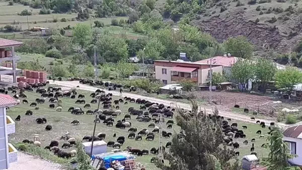 Artvin'de hayvancılık yapan çiftçiler zorluklarla mücadele ediyor