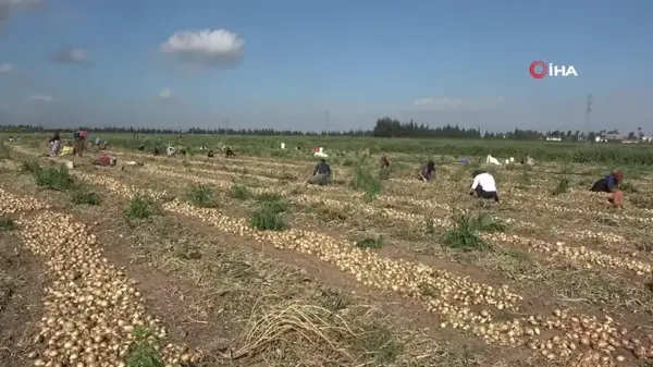 Amik Ovası'nda sıcak havada zorlu hasat: Soğan tarlada 17 TL'den alıcı buluyor