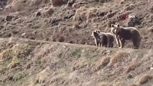 Kış uykusundan uyanan ayılar ve yılanların kavgası böyle görüntüledi