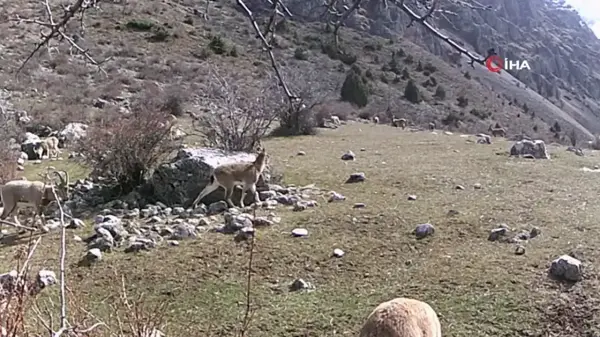 Yaban keçisi sürüsü fotokapanla görüntülendi