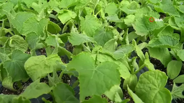 Erzincan'da tarım bölümü öğrencileri hem öğreniyor, hem üretiyor