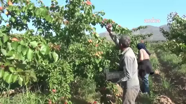 Aydın'da Erkenci Kayısı Hasadı Başladı